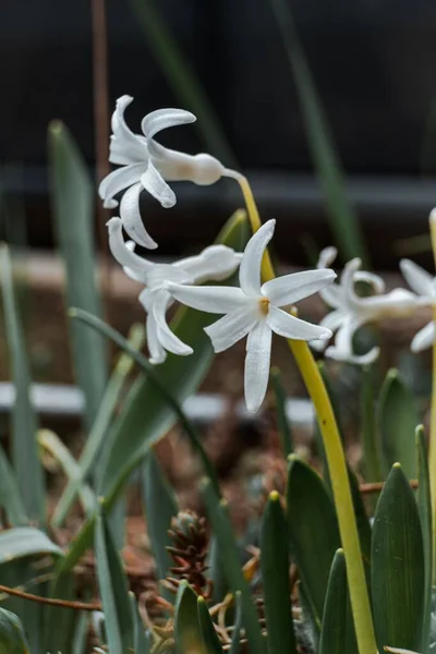 Shallow Focus White Hyacinth Hyacinthus Orientalis Flowers Garden — Stock Photo, Image