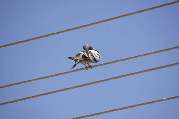 Closeup Rock Pigeon Sitting Wire — Stock Photo, Image
