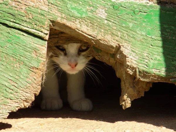 Een Close Van Straatkat Kijkend Vanuit Schuilplaats — Stockfoto