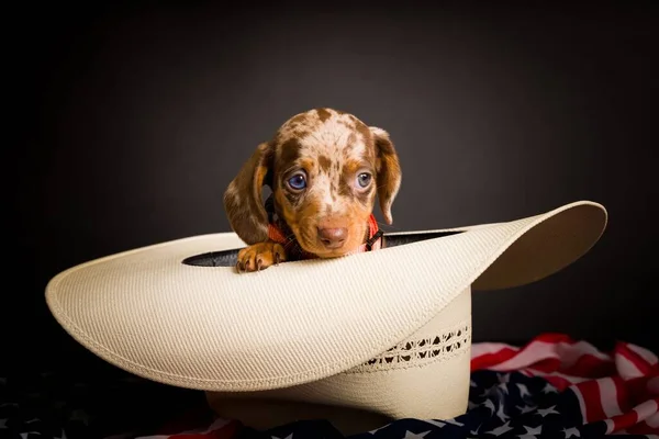 Muito Bonito Retratos Estúdio Alta Definição Dachs — Fotografia de Stock