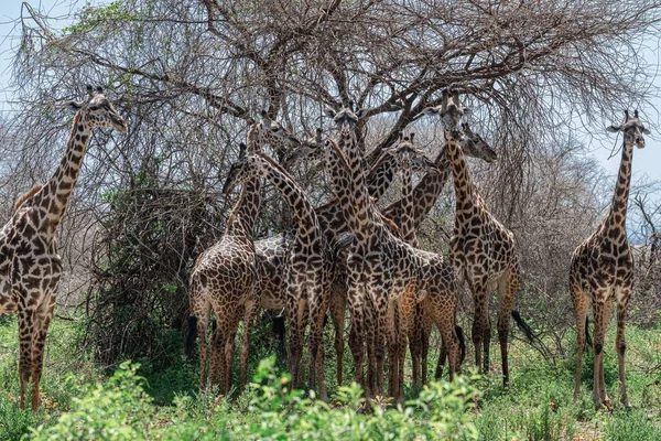Tanzania Parque Nacional Del Lago Manyara — Foto de Stock