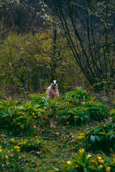 Вертикальний Знімок Вівці Стоїть Відстані Зеленого Поля — стокове фото