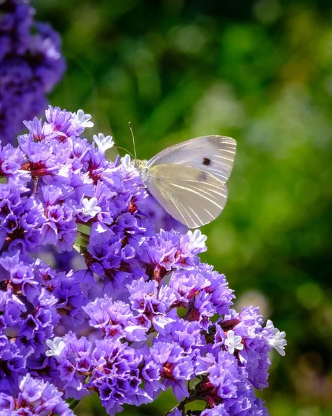 Függőleges Közelkép Egy Káposzta Fehér Pillangó Ültetett Lila Tengeri Levendula — Stock Fotó