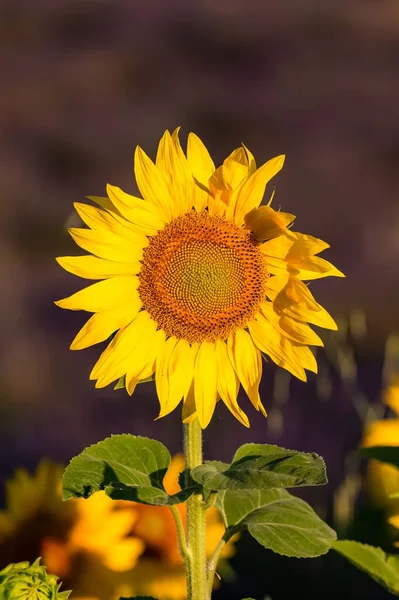 Campo Girasoles Pleno Sol Provenza Fondo Amarillo — Foto de Stock