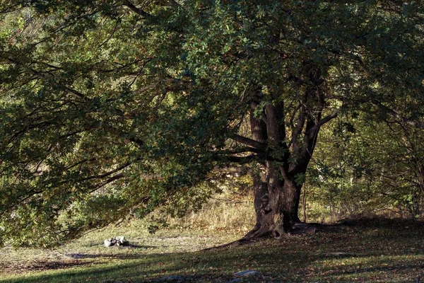 Krásný Výhled Velký Svěží Strom Lese — Stock fotografie