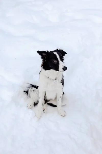 Ένα Κάθετο Πλάνο Του Όμορφου Σκύλου Που Κάθεται Στο Χιόνι — Φωτογραφία Αρχείου