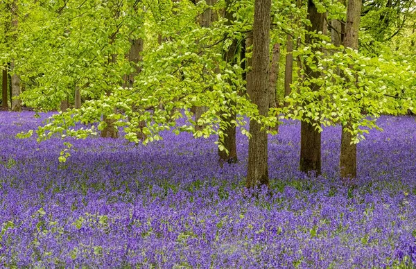 Захоплюючий Вид Блакитні Дзвони Пишному Зеленому Лісі — стокове фото
