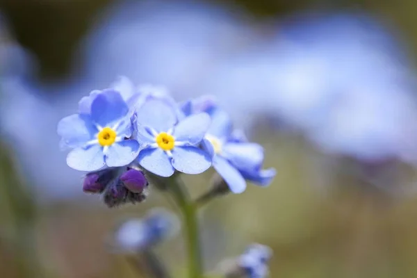 Eine Nahaufnahme Von Vergissmeinnicht Blumen Auf Verschwommenem Hintergrund — Stockfoto