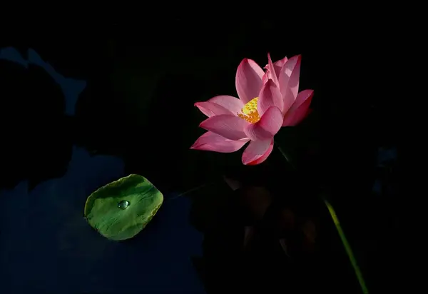 Крупним Планом Знімок Рожевої Водяної Лілії Чорному Тлі — стокове фото