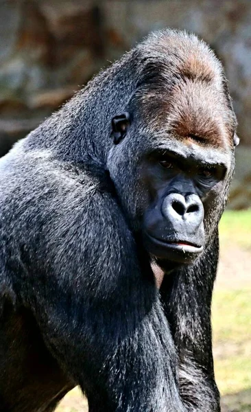 Vertikal Bild Gigantisk Gorilla Tänker Hur Hårt Livet — Stockfoto
