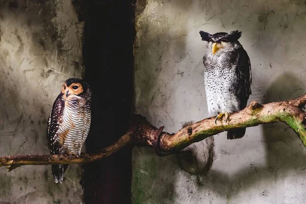 Dala Konan Iki Benekli Baykuşun Yakın Çekim Görüntüsü — Stok fotoğraf