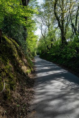 Yoğun yeşil bir ormanda, güneşin altında bir patika.