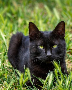 Otların üzerinde dinlenen meraklı siyah bir kedi.