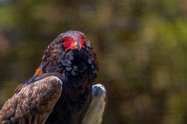 SAN DIEGO CALIFORNIA yakınlarındaki HARRIS HAWK 'IN KURUMU BİR Fotografı