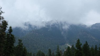 Sisli bir günde yeşil çam ormanlarıyla kaplı bir dağın manzarası.