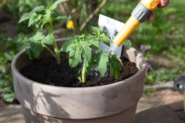 Hortum sulama bitkisinin yakın plan çekimi.