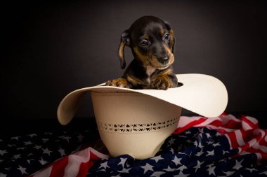 Dachshund 'un çok şirin, yüksek çözünürlüklü stüdyo resimleri.