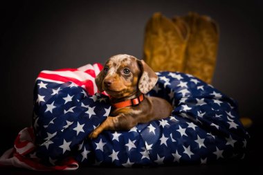 Çok şirin yüksek çözünürlüklü Dachshunds stüdyo resimleri.