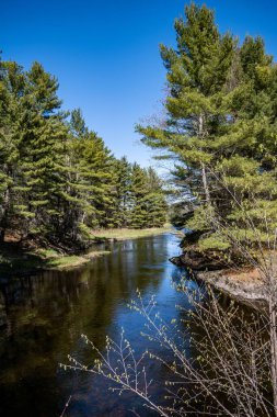 Yaz aylarında yemyeşil doğayla çevrili ormandaki bir nehrin dikey görüntüsü. Yeşil ağaçların ve temiz suyun güzel manzarası.
