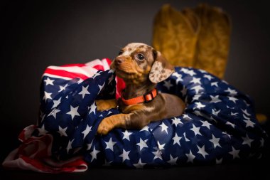 Çok şirin yüksek çözünürlüklü Dachshunds stüdyo resimleri.