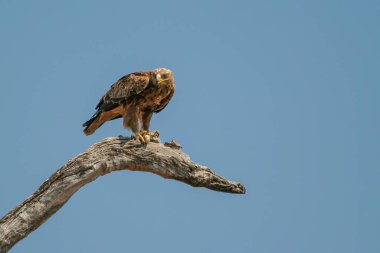 Mavi gökyüzü arka planında ölü bir ağaç dalına tünemiş Tawny Eagle 'ın alçak açılı görüntüsü.