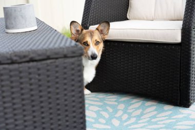 Kanepenin yanında duran sevimli Pembroke Welsh Corgi 'nin yakın çekimi.