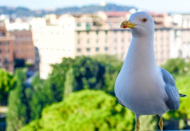 Şehrin bulanık arka planında bir martının yakın plan çekimi.
