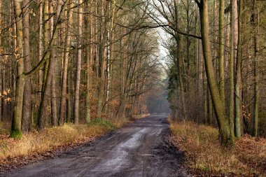 Sonbaharda yüksek ağaçlarla dolu ormandaki kirli bir patika.