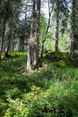 Ağaçların dikey görüntüsü ve bir ormanda güneş ışığının altındaki yeşil çimenler.