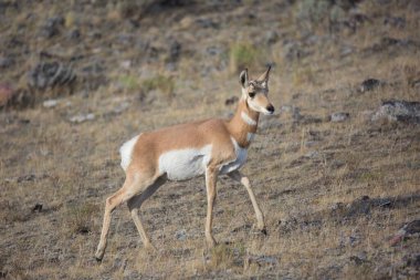Wyoming, ABD 'de pronghorn' un seçici odak noktası.