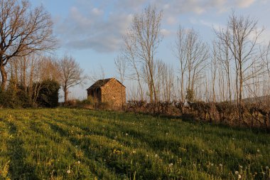 Tarlanın kenarında taştan bir ev var. Yanında da ağaçlar var.