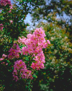 Hindistan Gururu 'nun dikey yakın çekimi ya da güneş ışığında yeşil bir bahçede büyüyen Crape Myrtle çiçekleri.