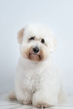 Beyaz bir arka plana bakan sevimli bir Coton de Tulear köpeği.