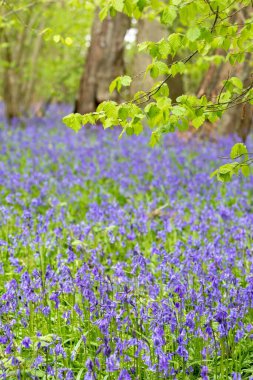 Yukarısında yapraklar olan dikey seçici bir odak noktası (Hyacinthoides non-script)