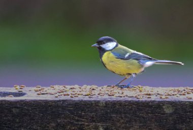 A blue and yellow great tit sitting on a wooden bench in a park with many seeds on it
