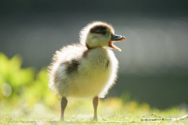 Açık havada bulanık bir ördek yavrusunun yakın çekimi.