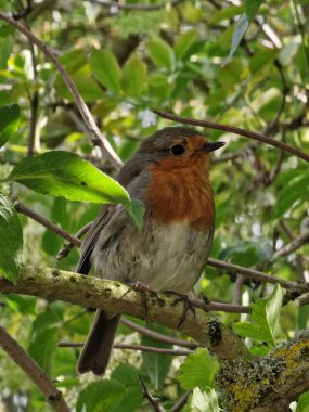 Bir ağacın dalında oturan sevimli Avrupalı Robin 'in dikey çekimi.