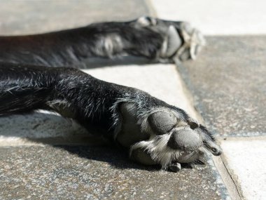 Damalı zemindeki köpek patilerinin yakın plan monokrom görüntüsü.