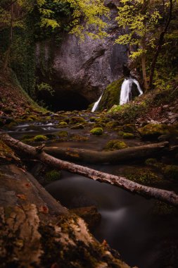 Yeşil bir ormanda kayalık bir derenin dikey manzarası