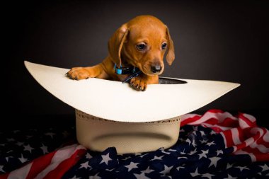 Dachshund 'un çok şirin, yüksek çözünürlüklü stüdyo resimleri.
