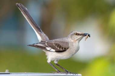 Kuzey Alaycı Kuşu 'nun ağzında bir solucanla yakın plan çekimi.