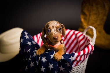 Çok şirin yüksek çözünürlüklü Dachshunds stüdyo resimleri.