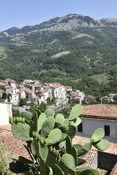 Uma Vertical Uma Planta Pera Espinhosa Contra Vista Aldeia Aieta — Fotografia de Stock