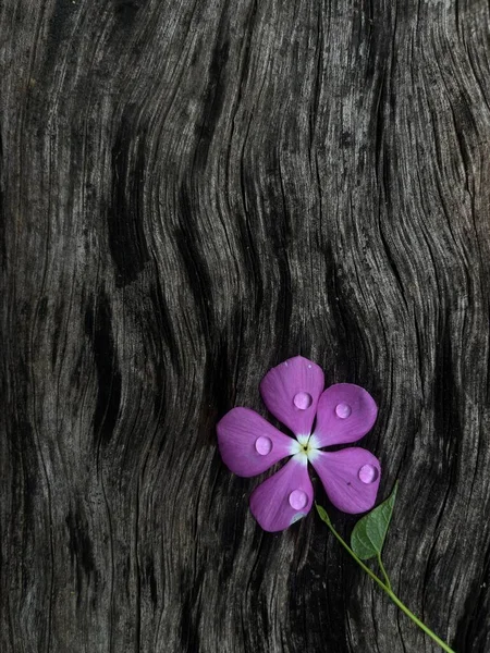 Plan Vertical Une Fleur Violette Recouverte Gouttes Eau Sur Fond — Photo