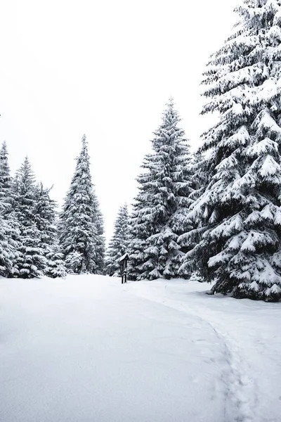 一张白色森林里覆盖着松树的垂直雪片 用来做圣诞墙纸 — 图库照片