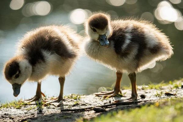 Shallow Focus Shot Two Egyptian Geese Goslings Standing Water — Stock Photo, Image