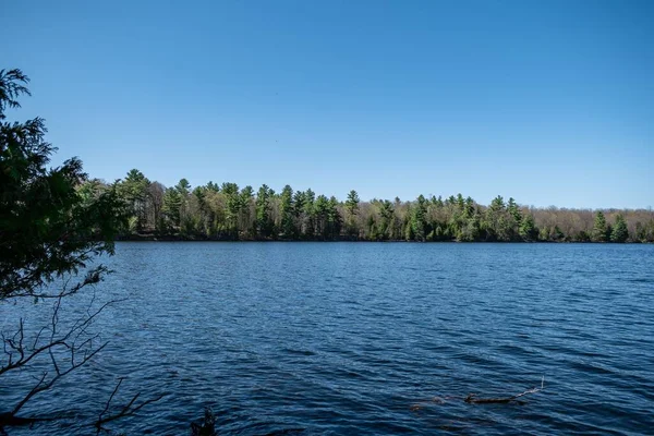 Vue Panoramique Lac Dans Une Forêt Été Belle Vue Sur — Photo