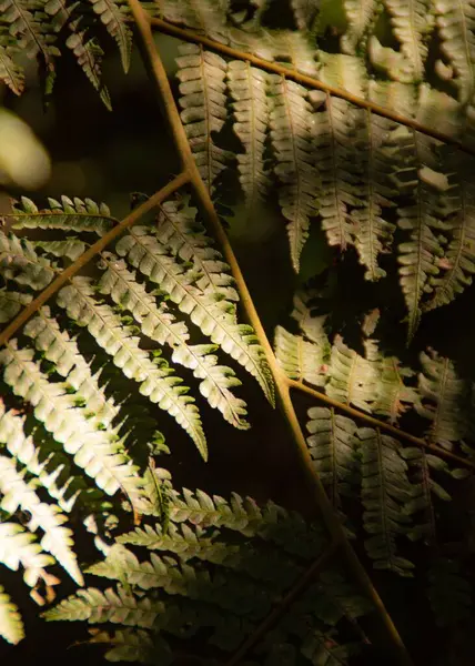晴れた日には垂直方向のシダの葉のショット — ストック写真