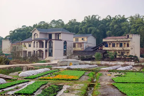 Una Hermosa Vista Casas Campo Plantación Con Árboles Densos Fondo —  Fotos de Stock