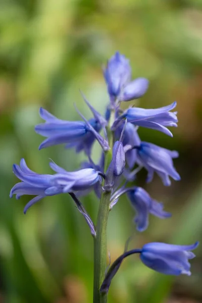 Bulanık Bir Arkaplanda Ortak Çan Hyacinthoides Non Script Dikey Yakın — Stok fotoğraf